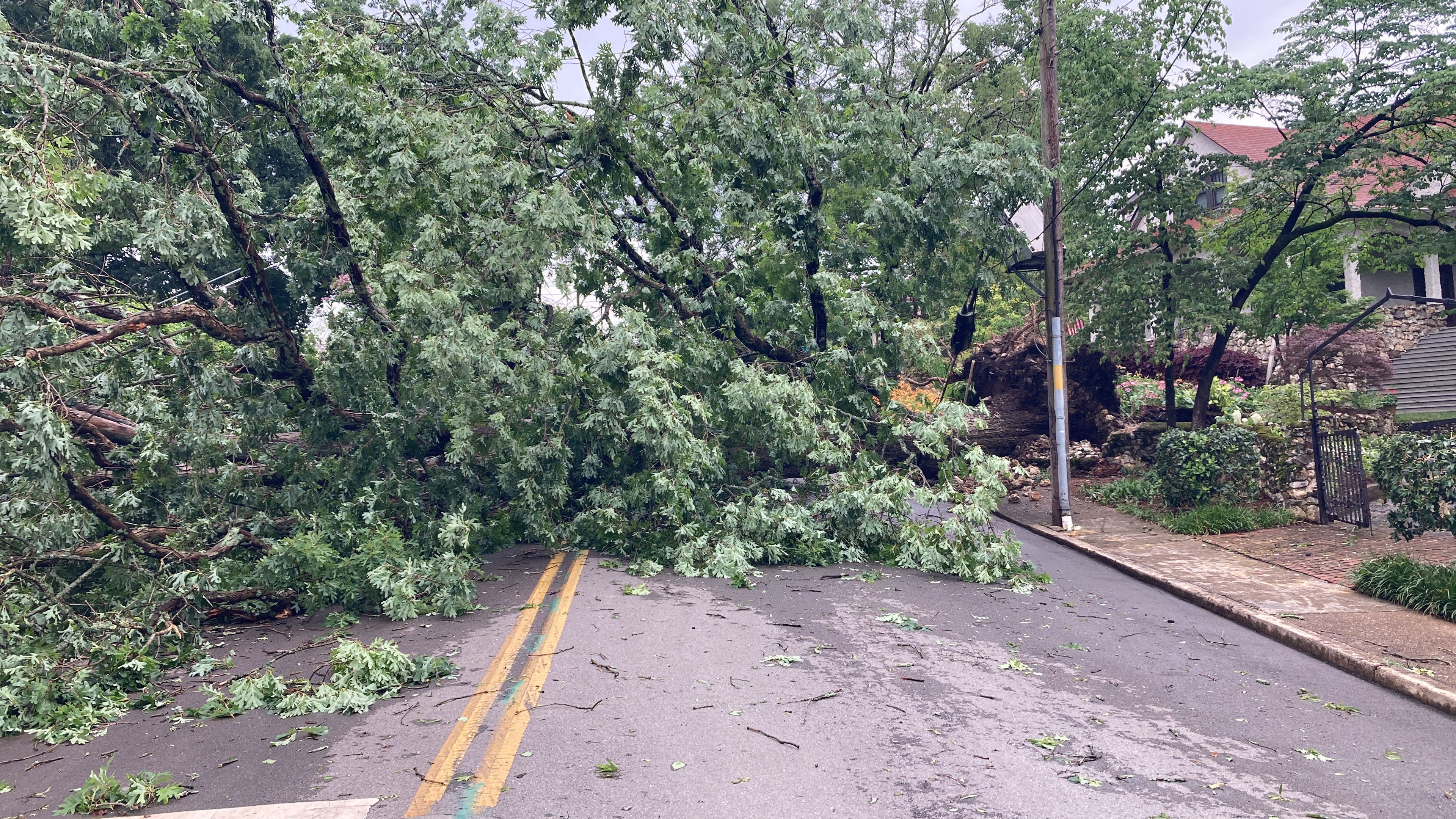 Downed tree near our house