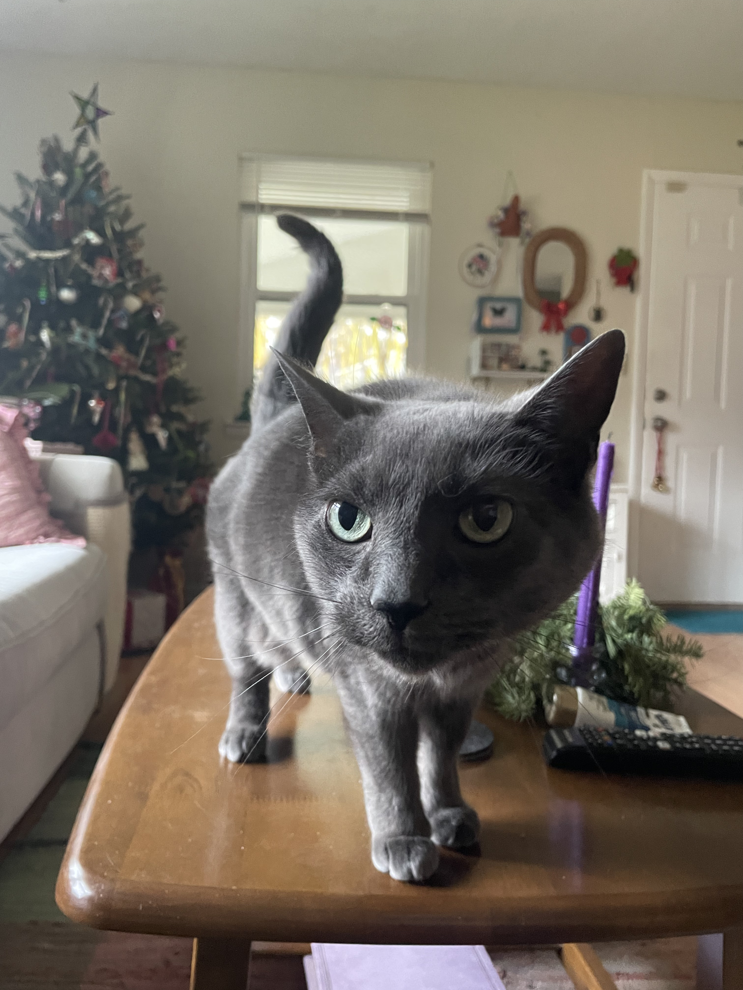 Frankie